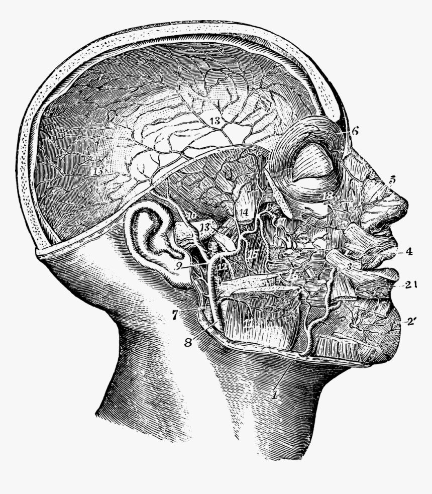 Sketch, HD Png Download