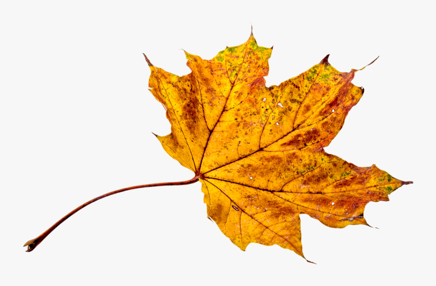 Fall Leaves Transparent Background, HD Png Download