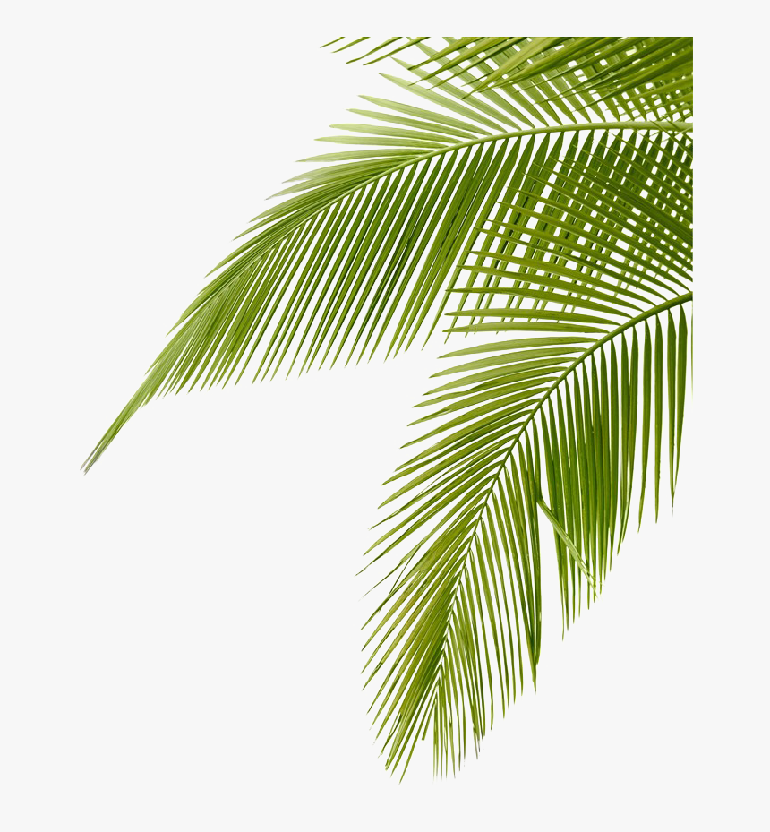 Frond Arecaceae Coconut Leaf Leaves Free Hd Image Clipart - Coconut Leaves, HD Png Download