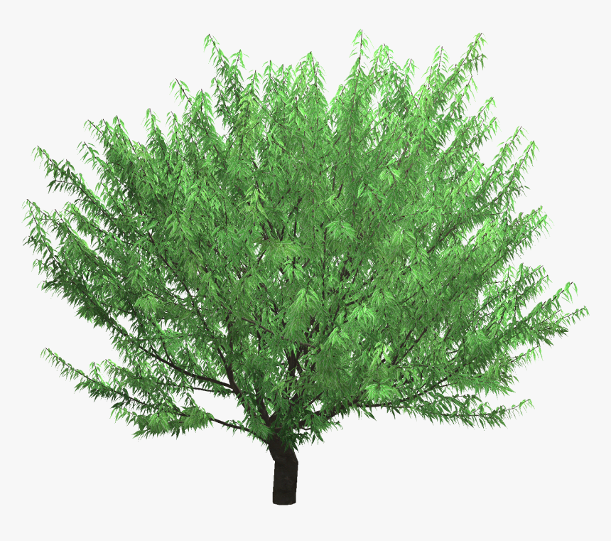 Mexican Pinyon, HD Png Download