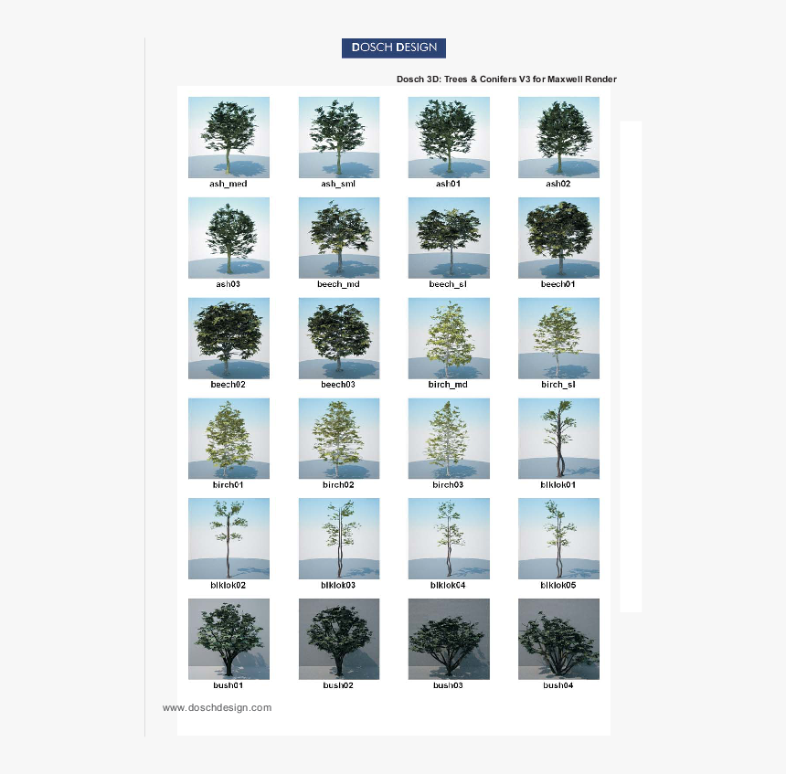 Colorado Spruce, HD Png Download