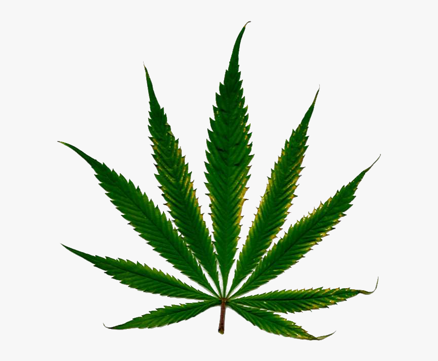 Marijuana Clipart Daun - Marihuana Png, Transparent Png