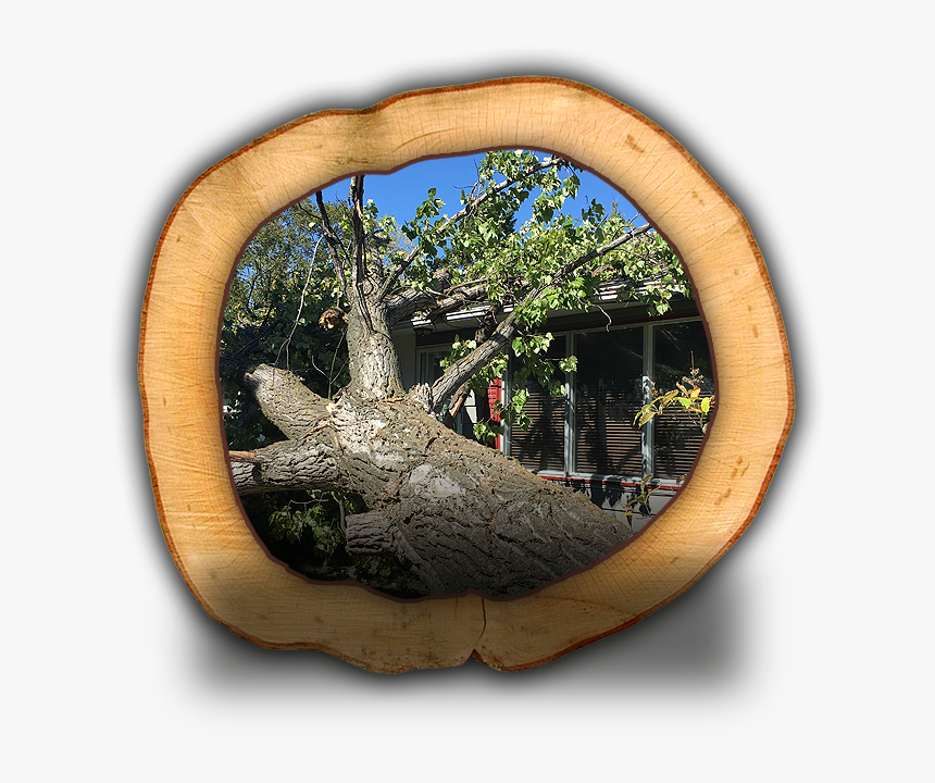 Oak, HD Png Download