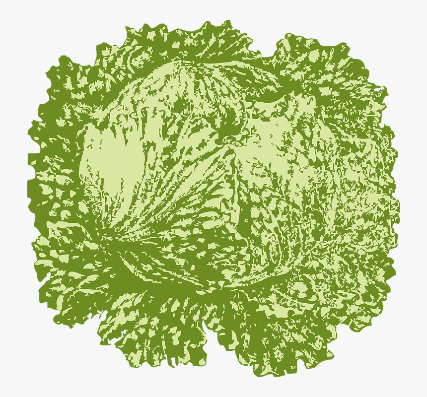 Thumb Image - Slice Of Lettuce, HD Png Download