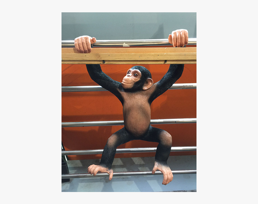 Monkeyhang - Common Chimpanzee, HD Png Download