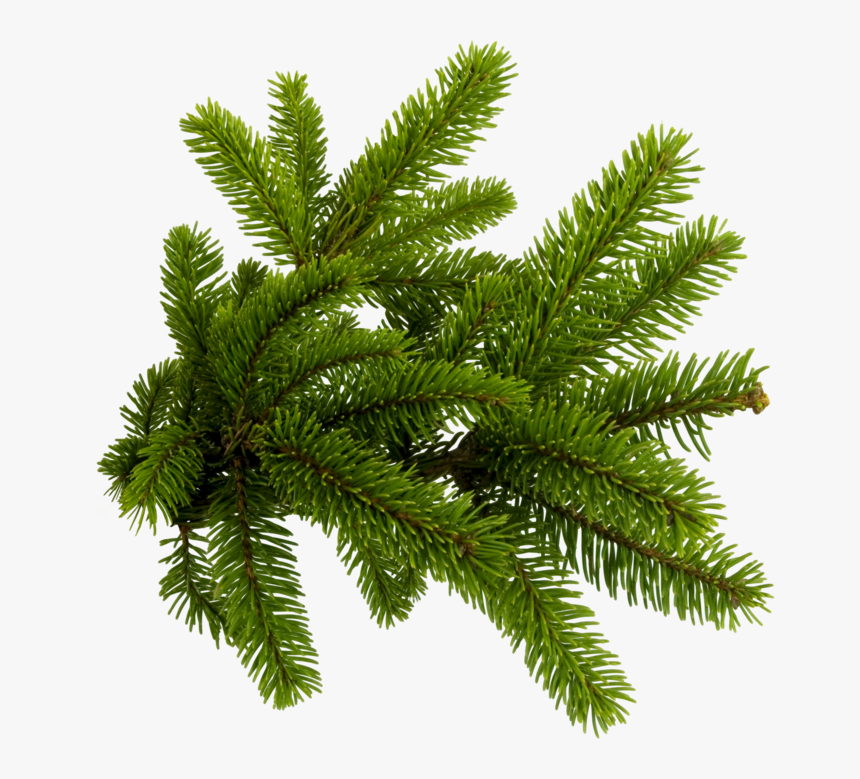 Pine Needles Png , Png Download - Christmas Tree Branch Png, Transparent Png