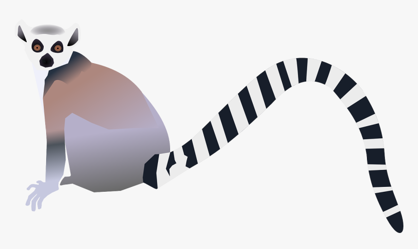 Lemur Clip Art, HD Png Download