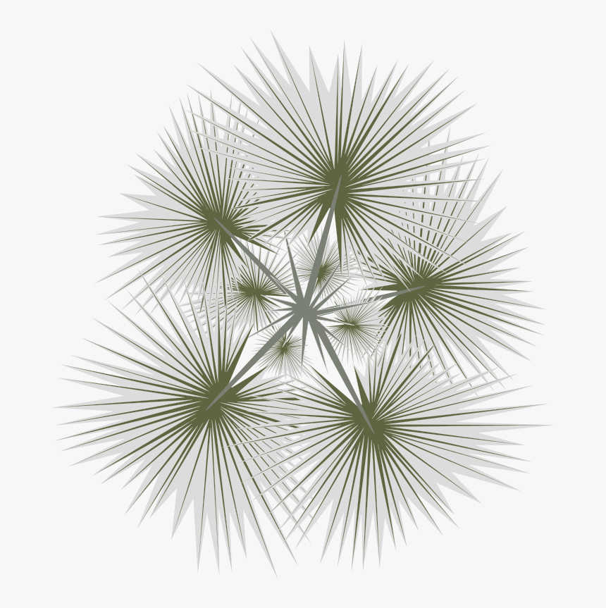 Tree In Plan Png Top View Palm Tree Png, Transparent Png