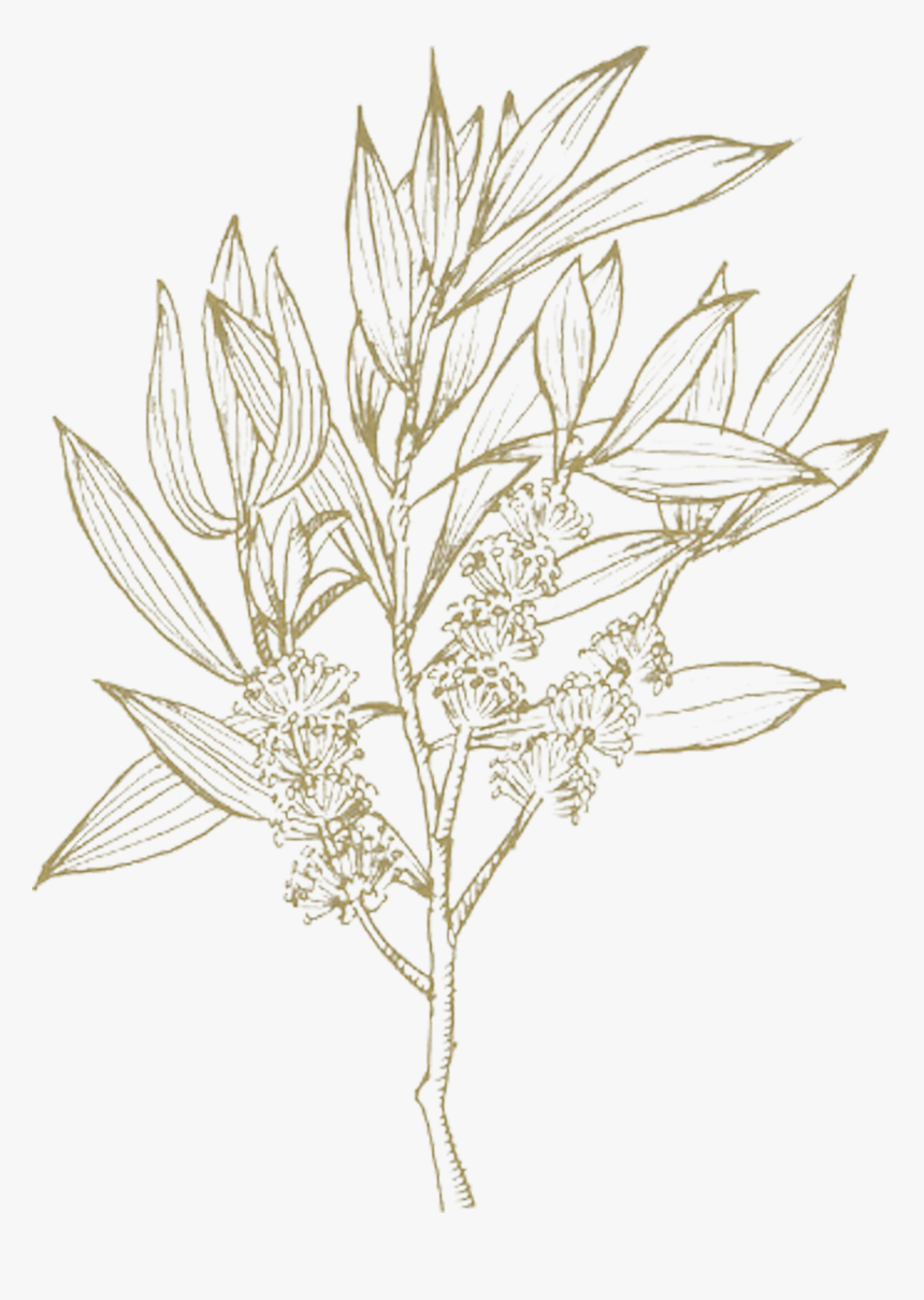 Drawing, HD Png Download