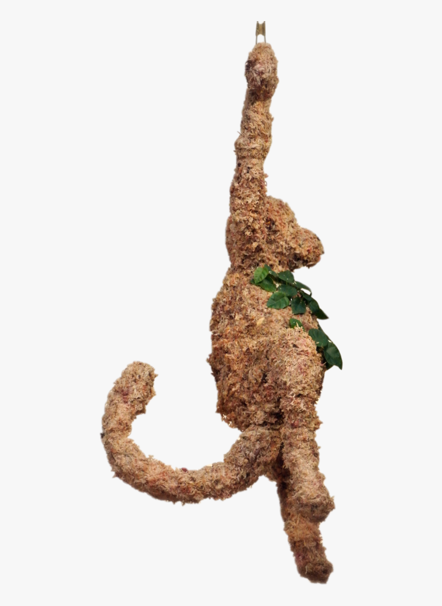 Lizard, HD Png Download