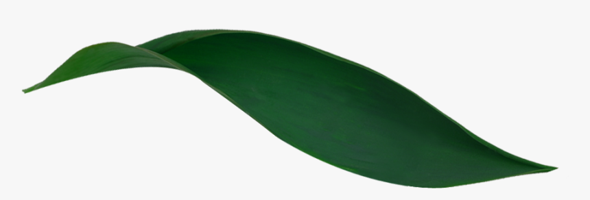 Magnolia, HD Png Download