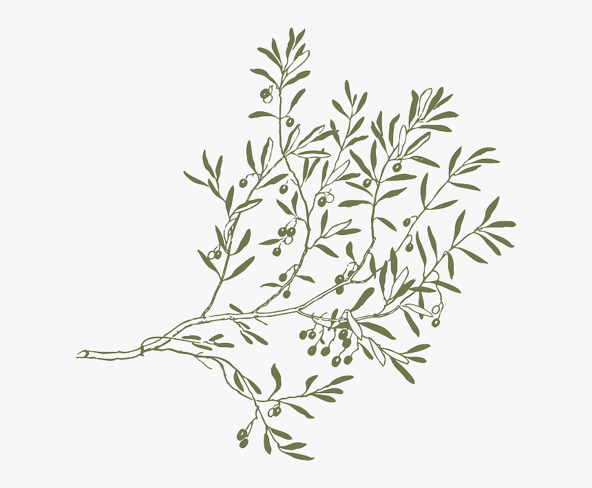 Olive Leaf Transparent Background, HD Png Download