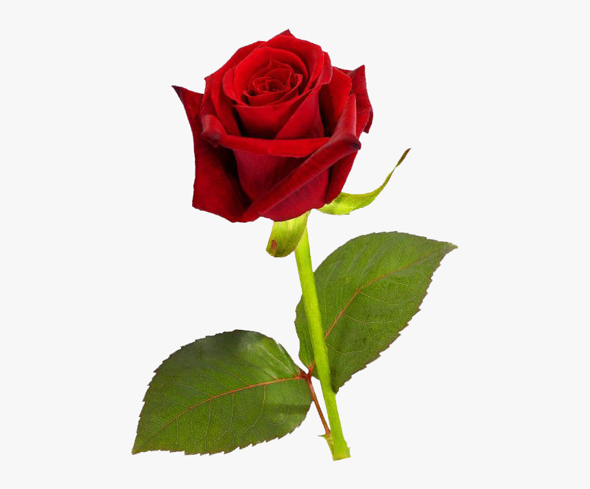 Download Single Red Rose Png Hd - Single Red Rose Hd, Transparent Png