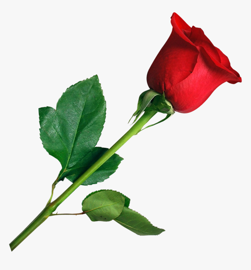 Rose Png Transparent Image Pngpix Pink Rose Clip Art - Rose Flower Png Download, Png Download