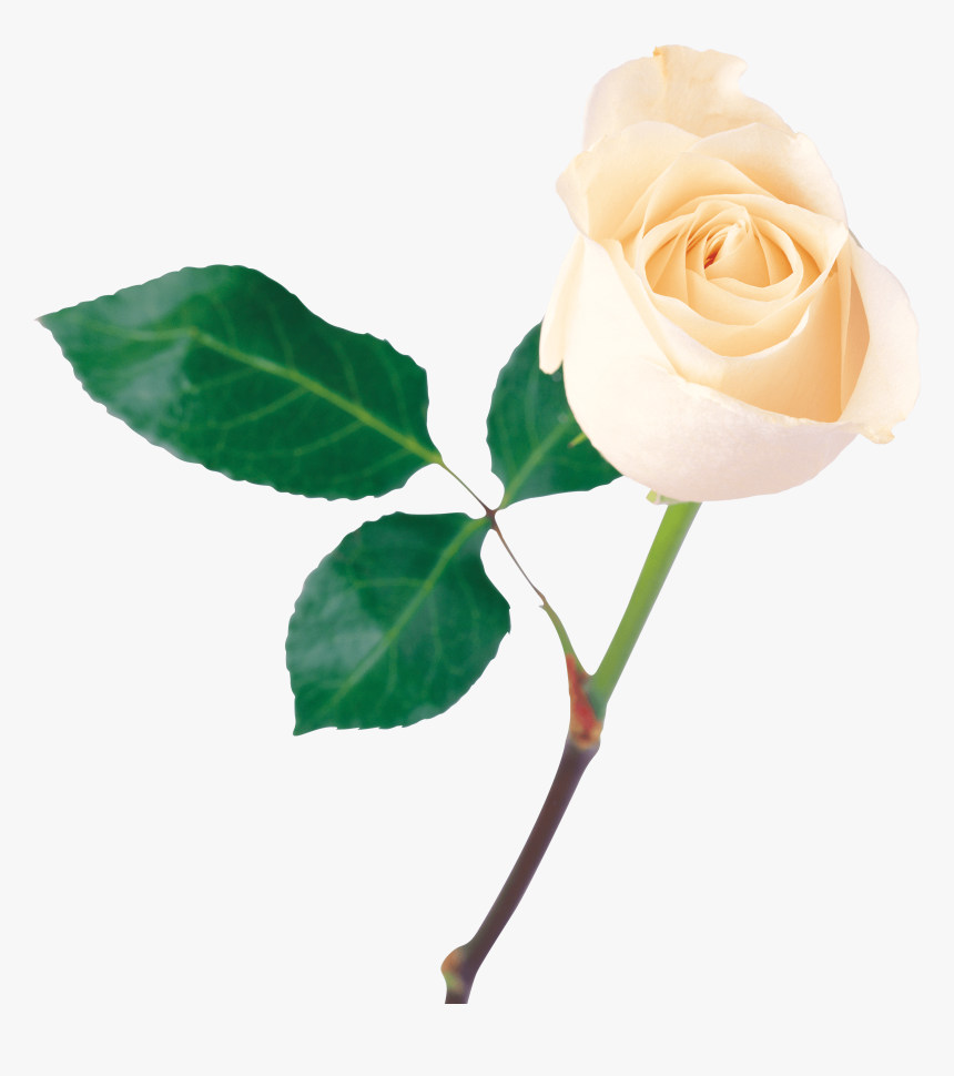 White Rose Png Transparent Background - White Rose Images Png, Png Download