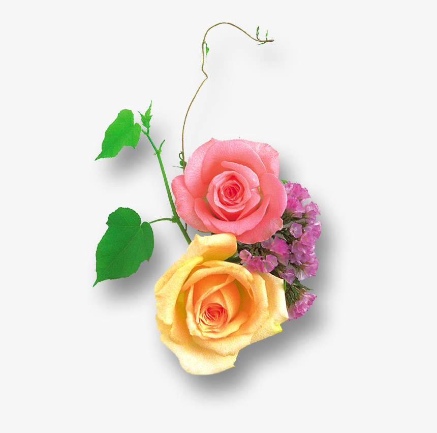 Yellow Pink Rose Png, Transparent Png