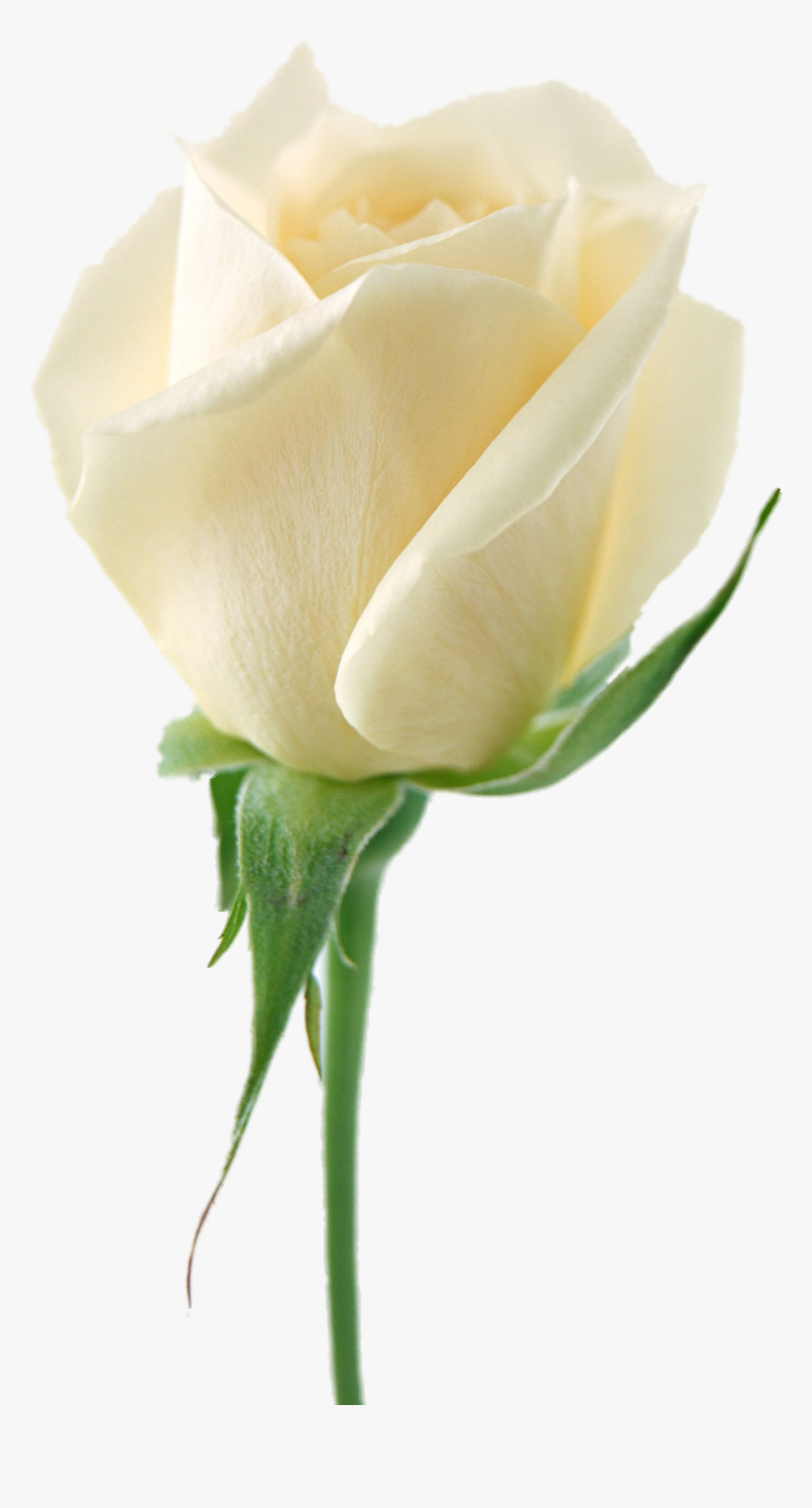 White Rose Png Image, Flower White Rose Png Picture - White Rose Png, Transparent Png