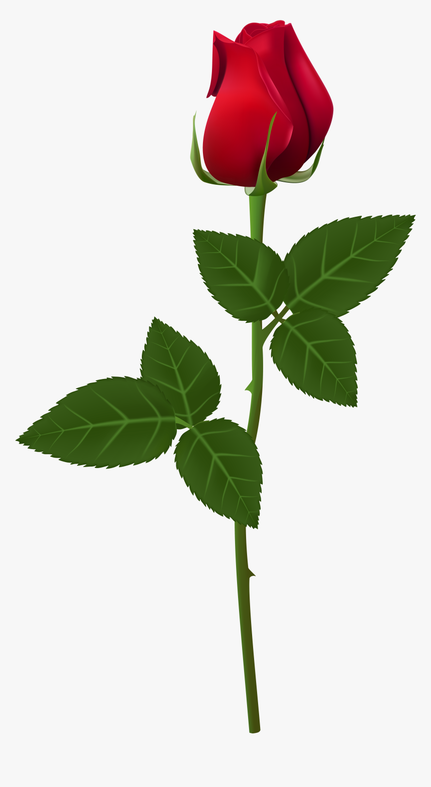 Rose Color Pink Red Mee-maw - Rose Png For Picsart, Transparent Png