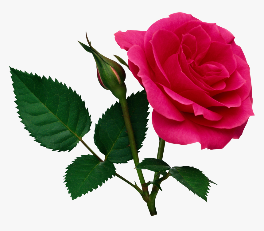 Yardstick Christmas Clipart - Rose Png, Transparent Png