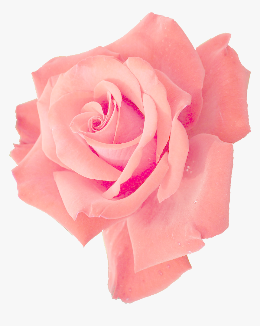 Transparent Rose Png - Pink Rose Png Free, Png Download
