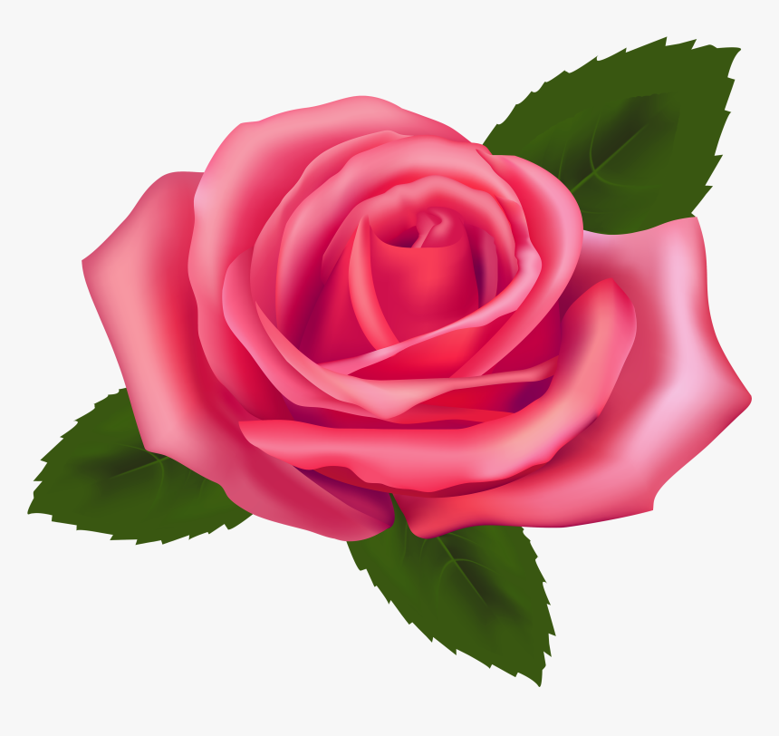 Beautiful Pink Rose Png Clipart - Clipart Rose Png Transparent, Png Download