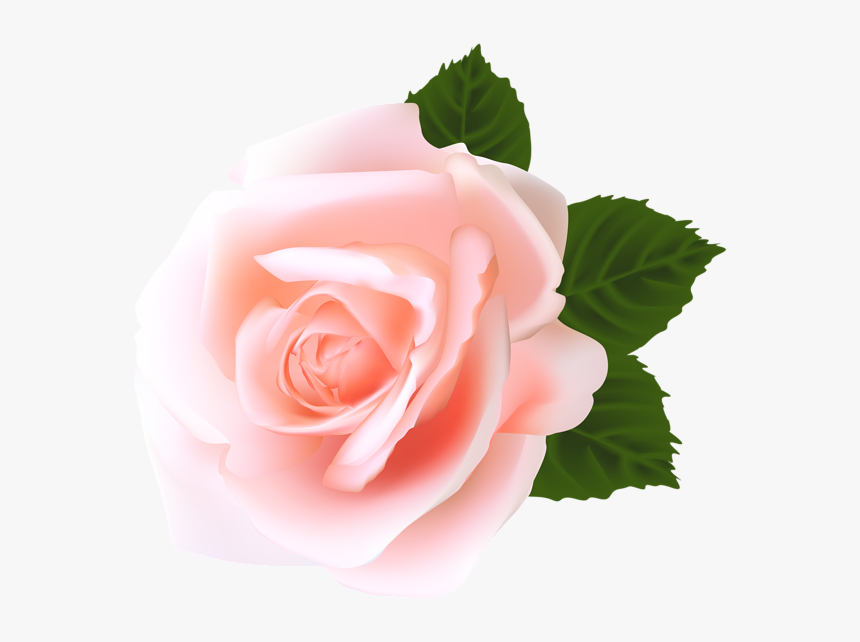 Rose Png - Pink Rose Png Hd, Transparent Png