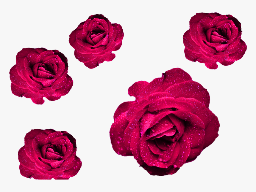 Cool Png Rose, Transparent Png