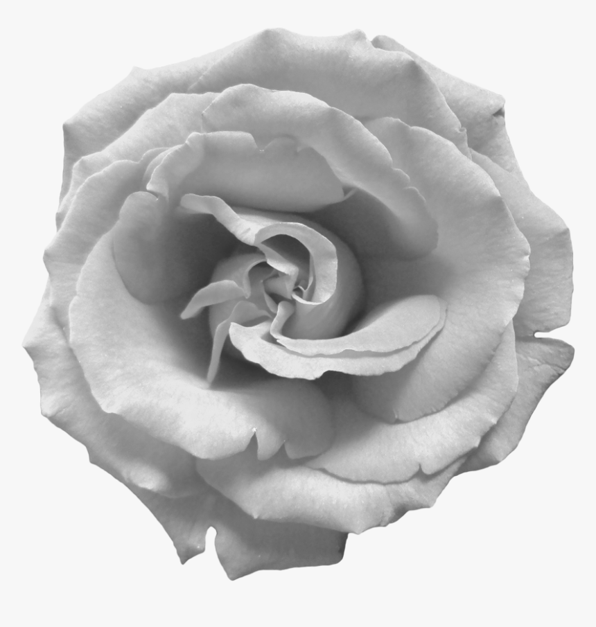 Black And White Rose Png, Transparent Png