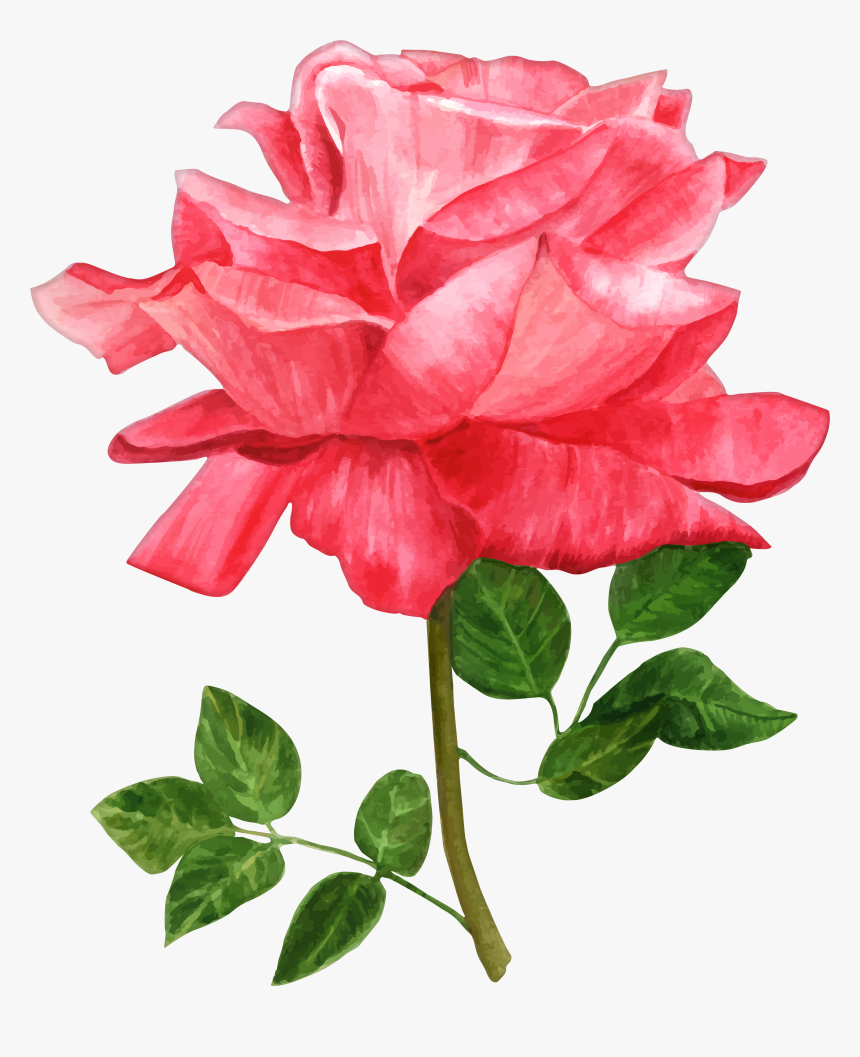 15 Watercolor Roses Png For Free Download On Mbtskoudsalg, Transparent Png