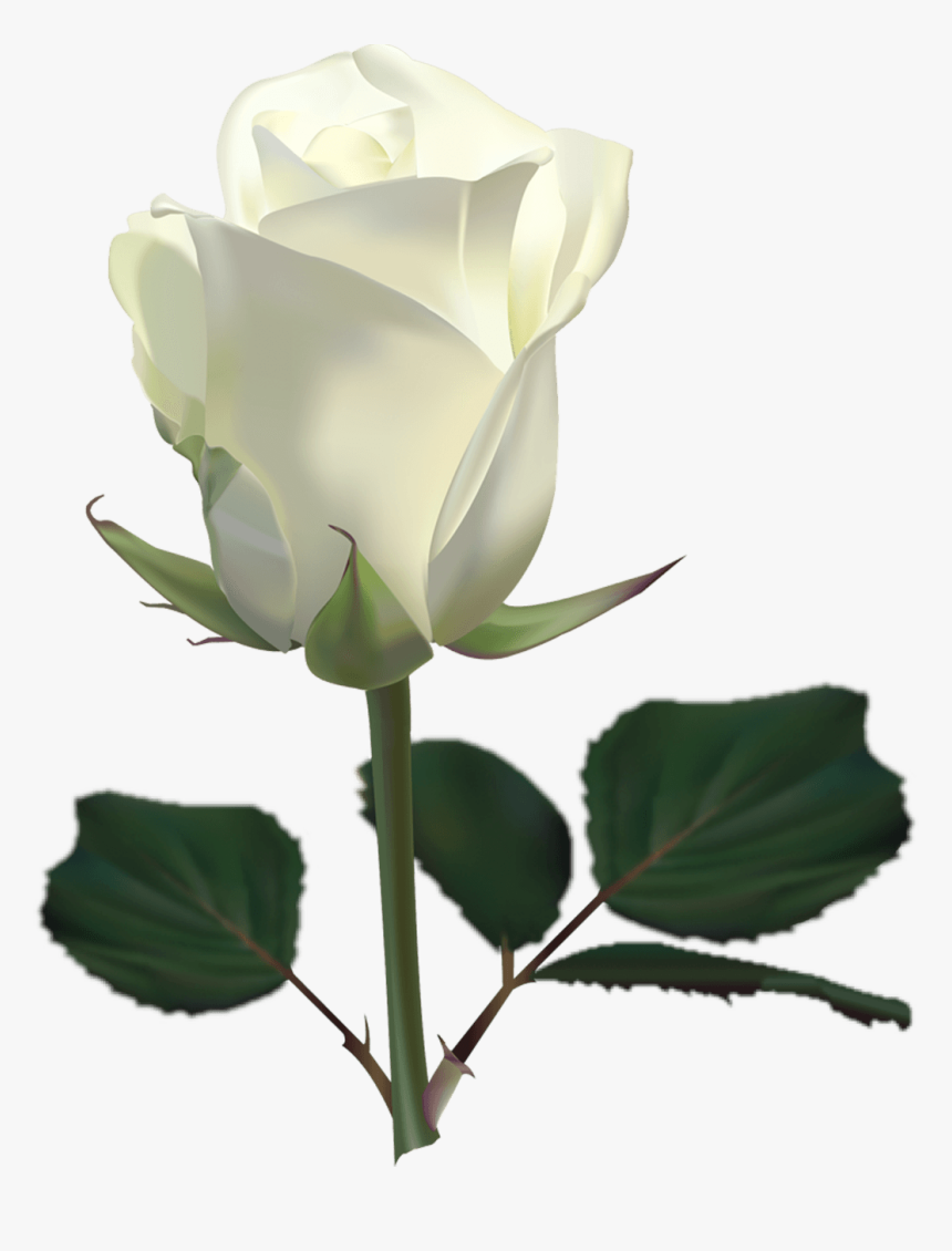 White Rose Png Transparent Image - White Rose, Png Download
