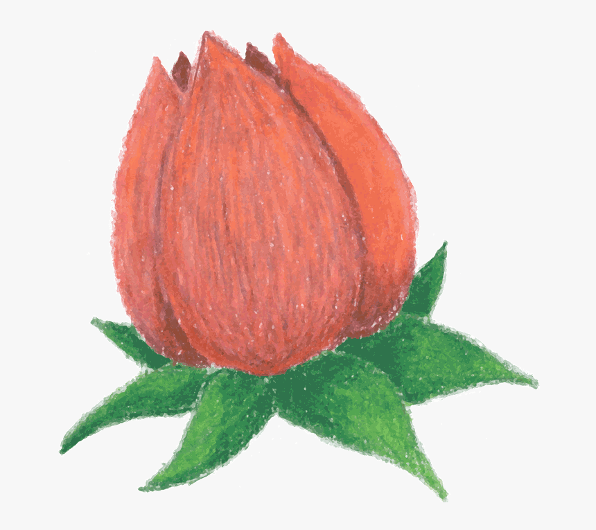 Cartoon Rose Png -rosebud - Animated Rose Png, Transparent Png