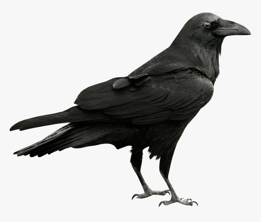 Raven Png, Transparent Png