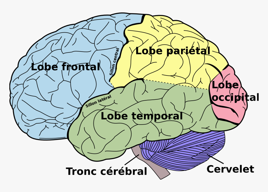 Brain Diagram Fr - Brain Diagram Left Side, HD Png Download