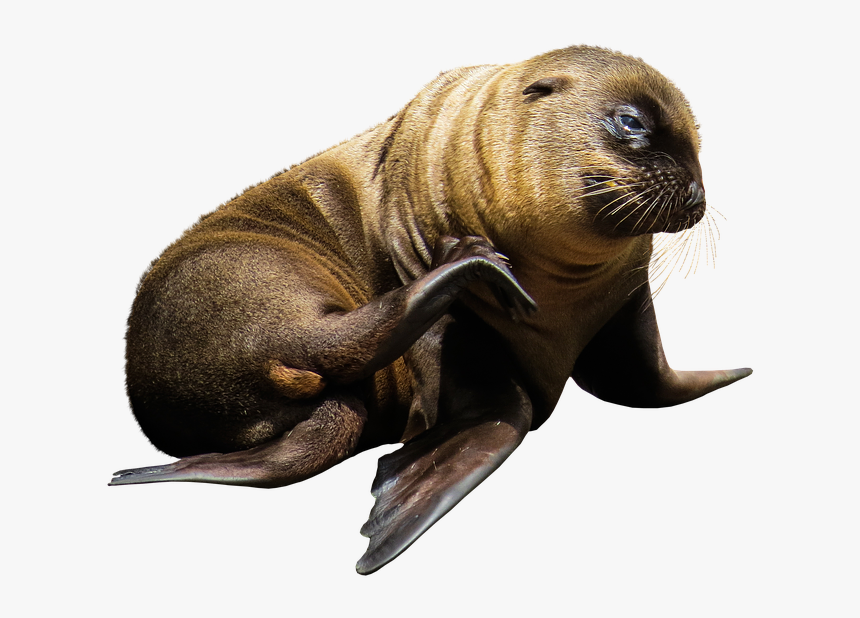 Imagen De Animales Marinos Sin Fondo, HD Png Download