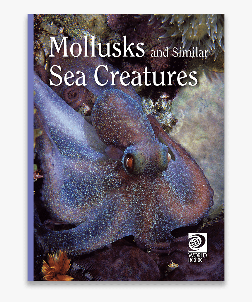 Mollusks And Similar Sea Creatures, HD Png Download