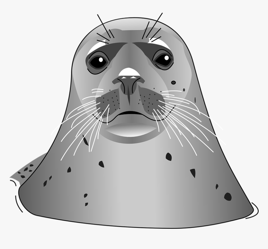 Download Harbor Seal Png Transparent Images Transparent - Harbor Seal Clip Art, Png Download