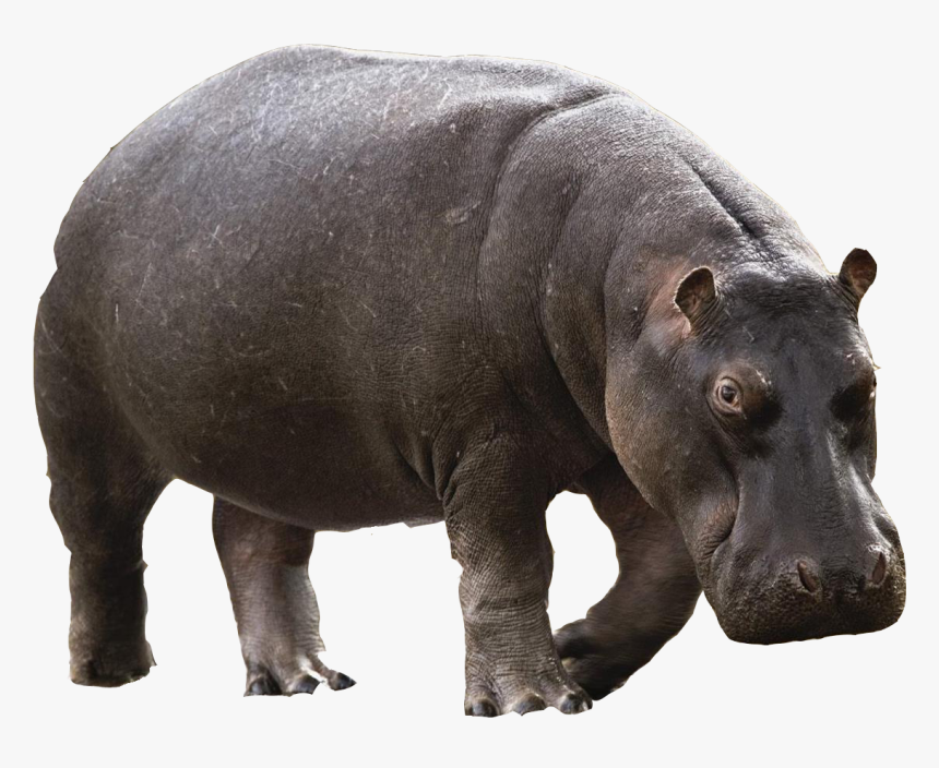 Png Animals Hd - Hippo Png, Transparent Png