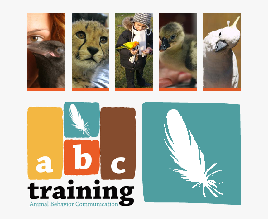 Ugg Austrailia - Cat, HD Png Download