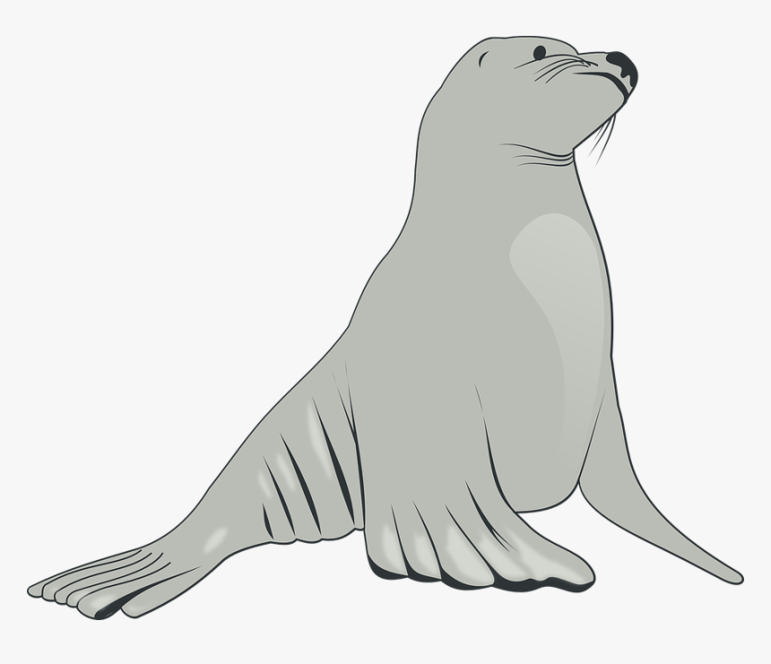 Sea Lion, Mammals, Sea, Creatures, Animals, Life - Sea Lion Clipart, HD Png Download