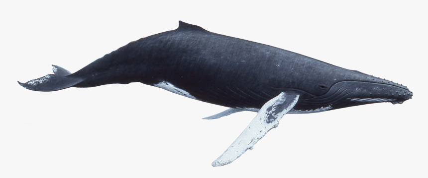 Humpback Whale - Humpback Clipart Whale Png, Transparent Png