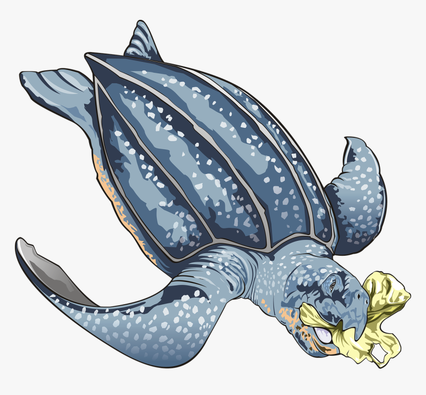 Sea Turtle 3322226 1280 - Turtle With Plastic Clipart, HD Png Download