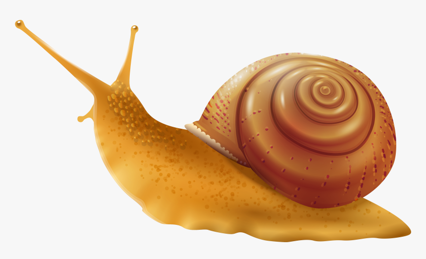 Snail Png Clip Art - Transparent Background Snail Clipart, Png Download