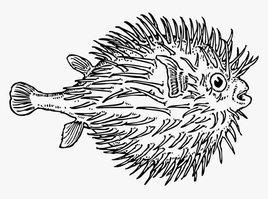 Blow, Fish, Sea, Animal, Puffer, Marine, Blowfish - Blowfish Black And White, HD Png Download