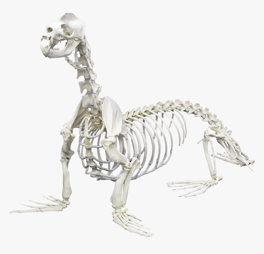 California Sea Lion - Animals Skeletons, HD Png Download