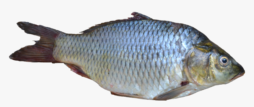 Fish Png - Kind Of Fish Do Penguins Eat, Transparent Png