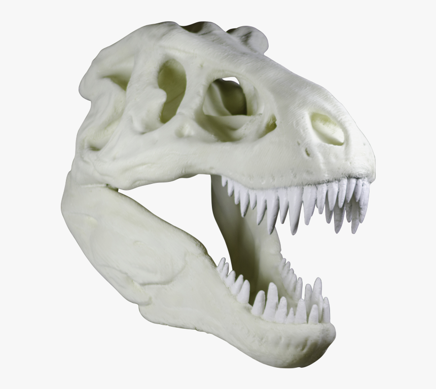Skull, HD Png Download