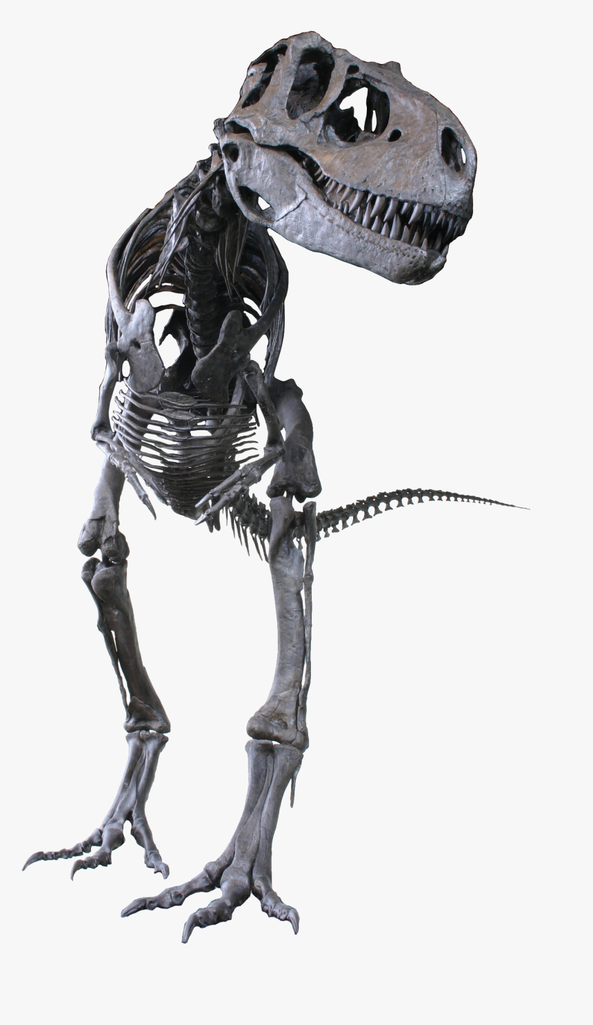 Albertosaurus Clean - Albertosaurus Sarcophagus, HD Png Download