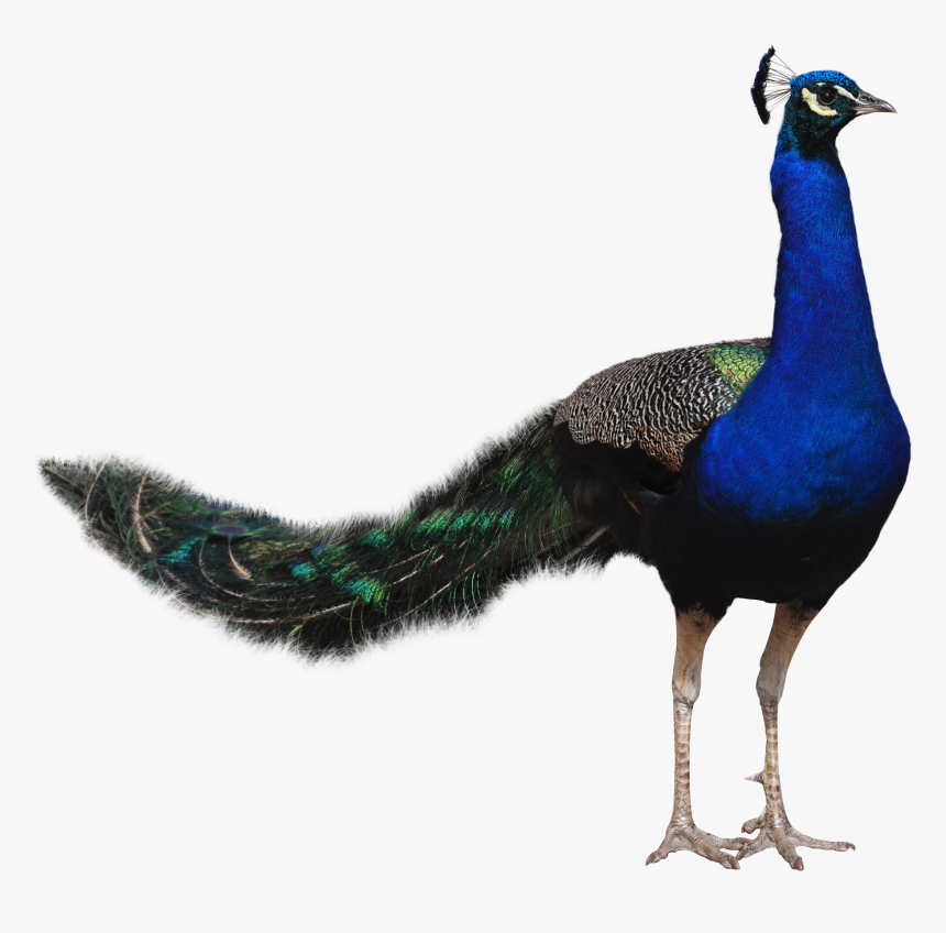 Peacock - Peafowl, HD Png Download