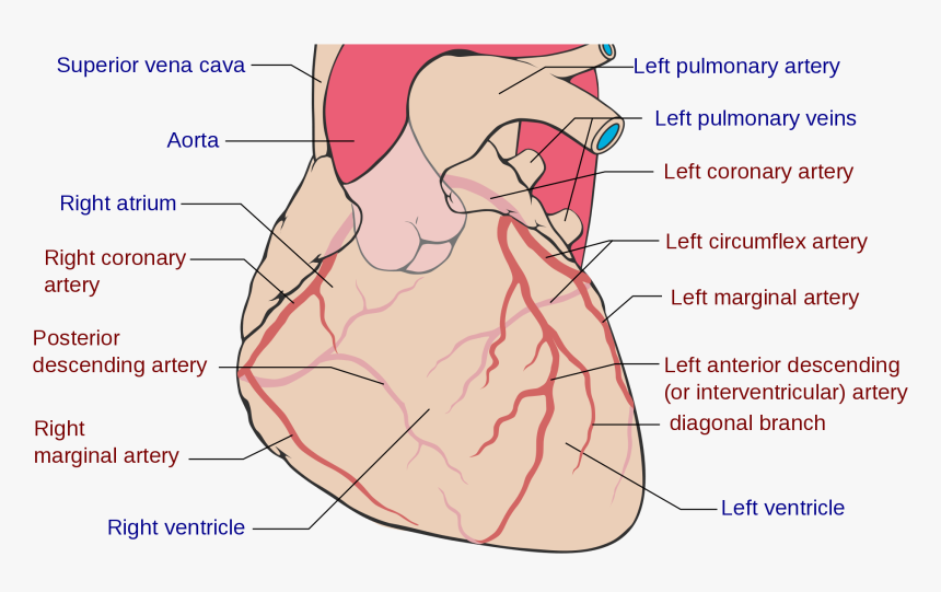 Freelance Wellness, Heart Health - Coronary Arteries, HD Png Download