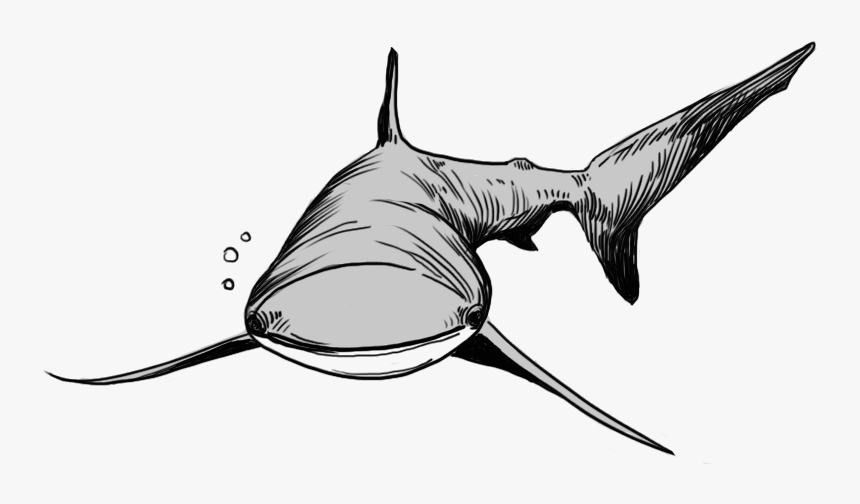 Shark, HD Png Download